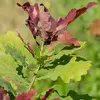 Les feuilles sont **alternes** sur le rameau et **présentent un pétiole très court**, à peine visible.