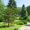Il a été **importé** dans les **parcs et jardins français** au **XIXe siècle**.
