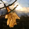 En hiver, ses feuilles **se dessèchent avant de tomber**. On dit qu'elle sont **'marcescentes'**.