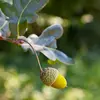 Le pédoncule est la **petite tige reliant le fruit (ou la fleur) à la branche**.
