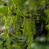 La **floraison** a lieu **d'avril à mai** avant la feuillaison (c’est-à-dire que l’arbre n’a pas encore retrouvé les feuilles perdues à l’automne)
