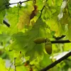 La **fructification** s'étend **de septembre à octobre** mais le chêne ne fructifie que **tous les deux ou trois ans**.