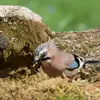 La **dispersion des graines** se fait par les animaux qui s’en nourrissent et déplacent ainsi les glands comme le **geai des chênes**.