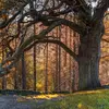 En France, le chêne pédonculé est **le plus connu et le plus typique des chênes**. Il recouvre **40% des forêts**. Mais **sensible à la sécheresse**, il est&nbsp;absent des Alpes du Sud et du pourtour méditerranéen.