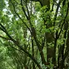 Il est présent **en Europe** sauf sur le pourtour Méditerranéen. On le rencontre **jusqu’à la Russie et seulement au Sud des pays scandinaves**.