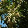 La **floraison** se déroule de **juin à juillet**.