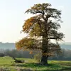 Il s'installe ainsi en **forêt ou en prairie**, sur des sols compacts, profonds, frais et humides et aime le soleil.