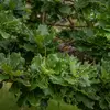 Le **nom scientifique** du chêne pédonculé est **Quercus robur**.