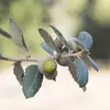 Le Chêne vert a des feuilles&nbsp;**dentées et épineuses, rappelant parfois le Houx**. 