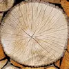 Le bois du Chêne pédonculé est **le plus dur et le plus durable des bois européens**. Il **résiste bien à l'eau**. Il est donc utilisé pour la **charpente et en construction navale**.