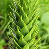 Son **nom scientifique** est **Araucaria araucana**.