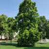 Le **Tilleul à grandes feuilles** a un port en **forme de dôme élevé**.