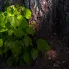 Le **drageonnage** est une forme de reproduction où des pousses se forment à partir des racines d'un arbre existant.