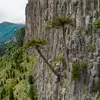 Cette espèce d'arbre est très ancienne et existait déjà il y a **200 millions d'années** avant l'apparition des dinosaures.