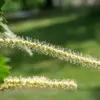 Les fleurs mâles ressemblent à des **'petites guirlandes'**.