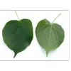 De **couleur vert foncé** sur le dessus, elles sont **légèrement velues** sur le dessous (on observe des **poils blanchâtres le long des nervures**).