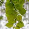 Les feuilles sont **simples et alternes**.