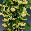 La **floraison** se déroule d'**avril à juin** et la **fructification** a lieu de **septembre à novembre**.