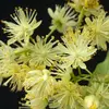 Les arbres à fleurs (angiospermes) et les arbres à cônes (gymnospermes) utilisent la **reproduction sexuée**.
