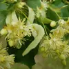 Le Tilleul à grandes feuilles est **hermaphodite** car ses fleurs sont **à la fois mâle et femelle**.