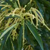 Les fleurs femelles terminales sont groupées par 1 à 3 dans un involucre hérissé.