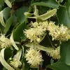 Le pédoncule floral est soudé à une **petite feuille allongée en forme d'aile, la 'bractée'**.