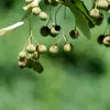Les fruits sont **petits, globuleux et légèrement duveteux** avec **5 côtes saillantes**.