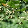 ils sont disposés **en bouquet le long d'un pédoncule muni d'une bractée** qui sert d'aile pour mieux **disperser les fruits**, contenant les graines.