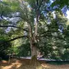 Le Tilleul à grandes feuilles est **présent à l'état sauvage dans l'Est de la France, dans les Pyrénées et en Corse**. Il est **absent du pourtour méditerranéen**.