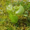 Il aime les **forêts de feuillus, les forêts de montagne** jusqu'à 1800 mètres d'altitude, les **bords des champs**.