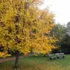 Il est **souvent planté dans les allées des parcs et jardins**, le long des promenades. Il est fréquemment planté **en ville comme plante ornementale** le long des avenues.