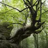 Le Tilleul à grandes feuilles est **plus populaire que le Chêne en Allemagne**. Sous cet arbre, les **peuples germaniques rendaient la justice**.