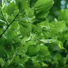 Son **nom scientifique** est **Tilia platyphyllos**.