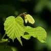 Les **feuilles** sont **rondes** avec le **sommet brusquement pointu**.