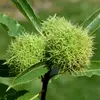 Les **châtaignes** sont protégées par une **bogue épineuse vert tendre**.