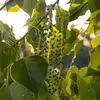 La **floraison** a lieu de **mars à avril**. L'espèce est **dioïque** (fleurs mâles et femelles sur des individus différents).