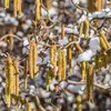 La **floraison** a lieu de **février à mars** dès la fin de l'hiver, bien avant la feuillaison.