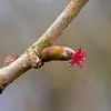 Les fleurs **femelles** forment un **bourgeon écailleux terminé par un 'pompon' rouge**. C'est elles qui donneront naissance aux noisettes en août-septembre.