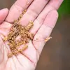 La pollinisation est **anémophile**. Le pollen est dispersé par le **vent**.