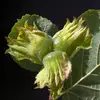 Les fruits, les **noisettes** sont **solitaires ou par groupe de 2 à 4**, chaque fruit est constitué d'une **coque ligneuse et d'une graine comestible**. Il est recouvert d'une **enveloppe de petites feuilles réduites, dentées, en forme de cloche**.