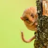 Elles sont **très appréciées des rongeurs et des oiseaux**.