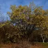 Le noisetier est **très courant**. On le retrouve souvent **dans les bois** ou **en haie**.