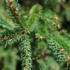 Son nom traduit&nbsp;en français, **'sapin' à poix**, fait référence au **contact poisseux** des différentes parties de l'arbre.