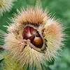 Cette bogue **brunit progressivement** et sèche pour libérer les fruits, les châtaignes.