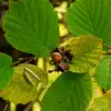 **Cultivé pour ses fruits** dans tout le Sud de l'Europe, la **Turquie** en est le premier producteur mondial.