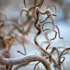 Le noisetier est considéré comme un arbre **forestier**