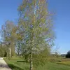 Le **bouleau verruqueux** est un **arbre élancé** avec le **tronc étroit**.