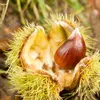 Ses châtaignes sont **abusivement surnommées marrons** alors que ce sont elles qui sont utilisées dans la crème de marrons.