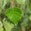 Les **feuilles** sont en forme de **triangle**.