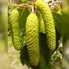 avec des **petits fruits ailés regroupés en cônes cylindriques pendants**.